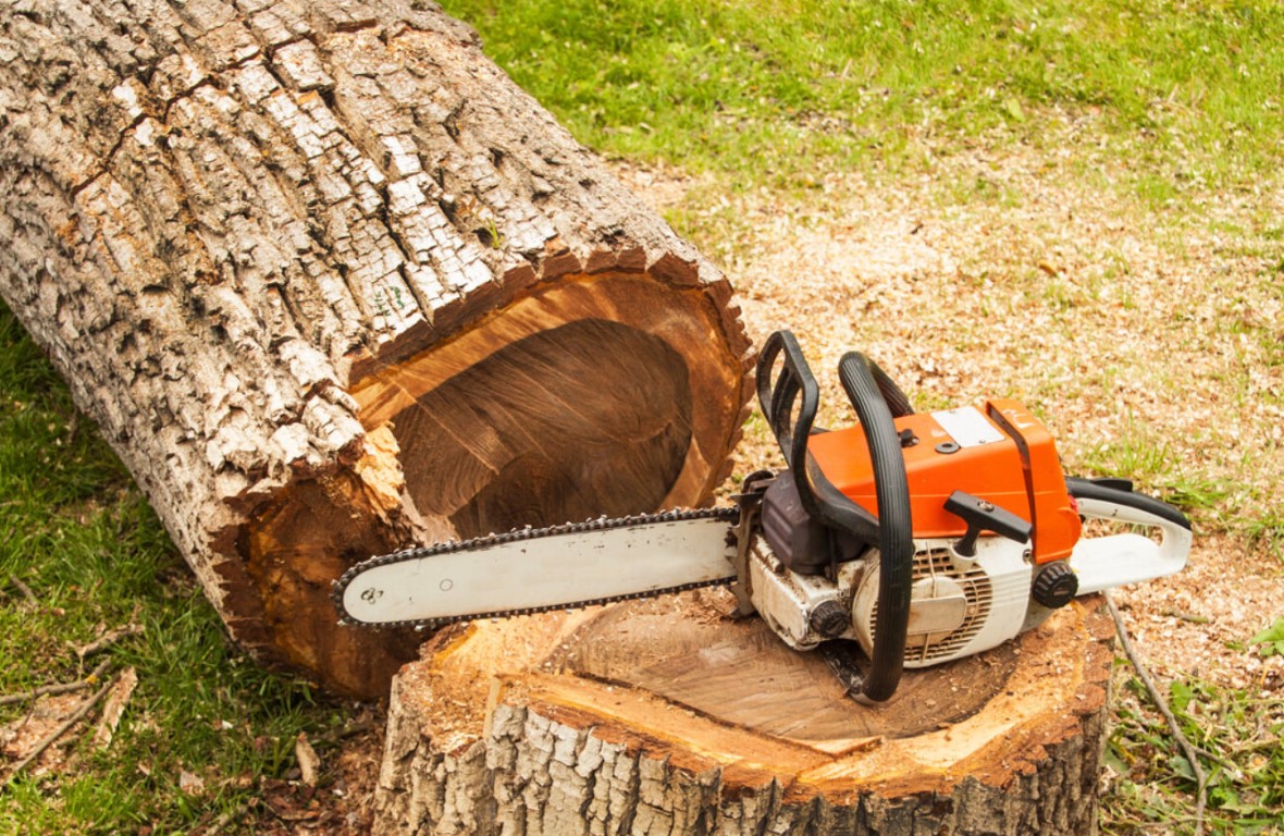 Professional arborist consulting services in Portsmouth, VA